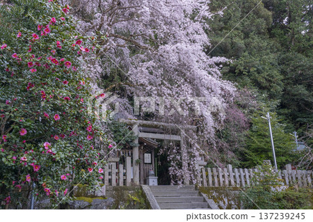 大豐神社本殿：盛開的垂枝櫻花、垂枝紅梅和山茶花 137239245