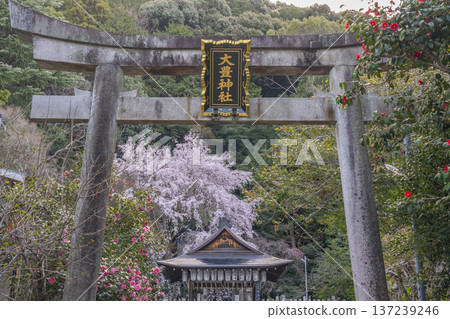 Otoyo Shrine, large torii gate and worship hall, weeping cherry blossoms in full bloom, weeping red plum blossoms and camellias Otoyo Shrine, large torii gate and worship hall, weeping cherry blossoms in full bloom, weeping red plum blossoms and camellias 137239246