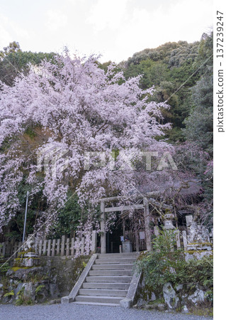 大豐神社正殿,垂枝櫻花和紅梅盛開 大豐神社正殿,垂枝櫻花和紅梅盛開 137239247