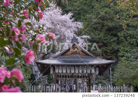 Otoyo Shrine Main Hall: Full-bloomed weeping cherry blossoms, weeping red plum blossoms and camellias Otoyo Shrine Main Hall: Full-bloomed weeping cherry blossoms, weeping red plum blossoms and camellias 137239248