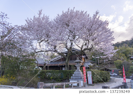 通往大豐神社的下櫻谷橋上的櫻花 通往大豐神社的下櫻谷橋上的櫻花 137239249