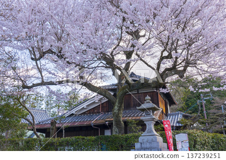通往大豐神社的下櫻谷橋上的櫻花 137239251