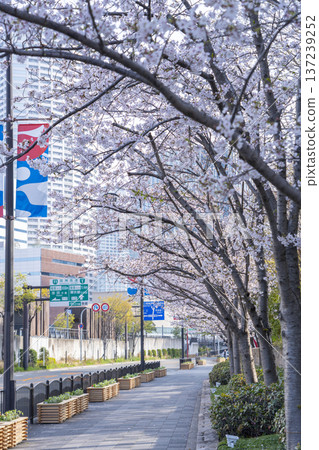 大阪中之島大街上的櫻花 大阪中之島大街上的櫻花 137239252