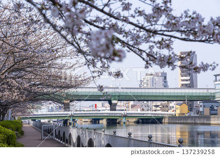 Nakanoshima Promenade: Cherry trees in full bloom Nakanoshima Promenade: Cherry trees in full bloom 137239258