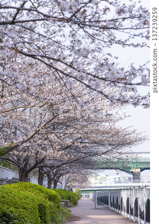 中之島散步道:櫻花盛開 中之島散步道:櫻花盛開 137239259