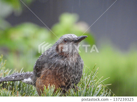 A portrait of a brown-eared ... A portrait of a brown-eared ... 137239325