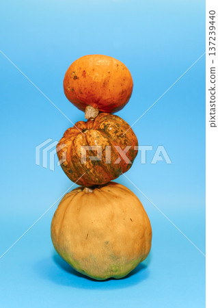 Small decorative orange pumpkin on a vibrant blue background. Minimalist studio shot of a textured pumpkin centered on a solid blue surface 137239440