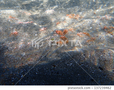 Sand Dweller Sand Dweller 137239462