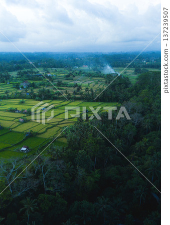 Gentle Rolling Green Rice Terraces Fade Into Forested Valleys Under Overcast Sky With Distant Smoke Gentle Rolling Green Rice Terraces Fade Into Forested Valleys Under Overcast Sky With Distant Smoke 137239507