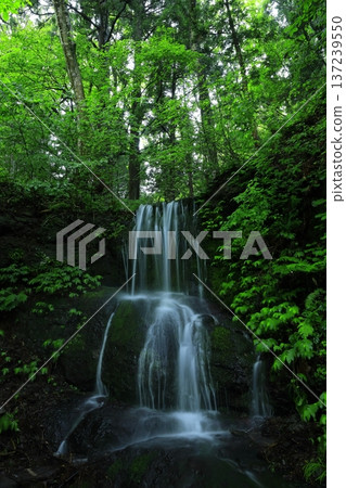 Waterfall surrounded by green forest Waterfall surrounded by green forest 137239550