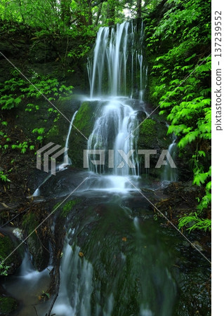 Waterfall surrounded by green forest Waterfall surrounded by green forest 137239552
