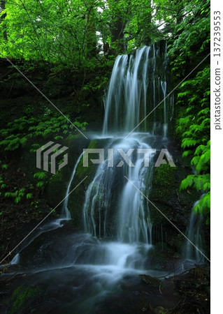瀑布被綠林環繞 137239553