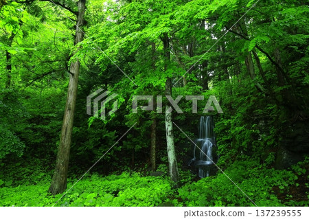瀑布被綠林環繞 137239555