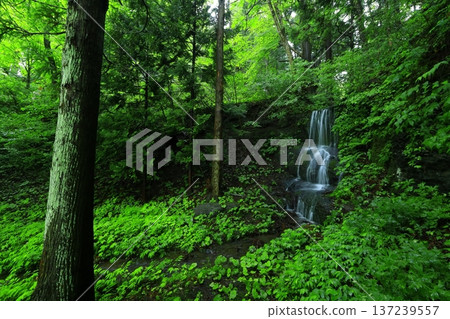 Waterfall surrounded by green forest Waterfall surrounded by green forest 137239557