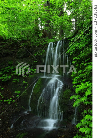 Waterfall surrounded by green forest Waterfall surrounded by green forest 137239562