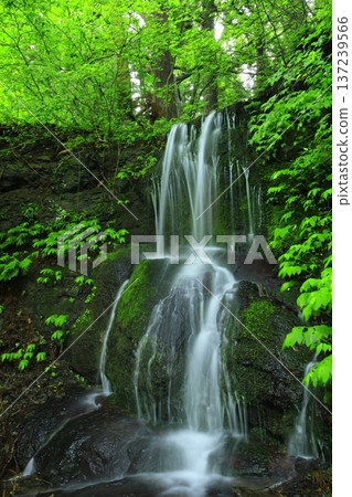 Waterfall surrounded by green forest Waterfall surrounded by green forest 137239566