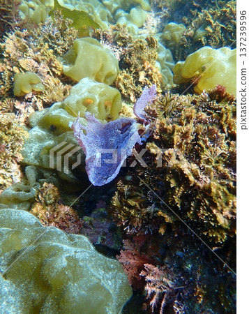 Underwater color 137239596