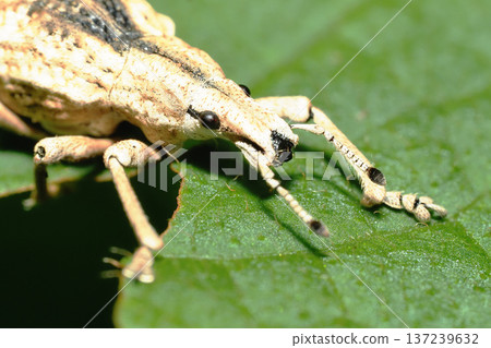 Ladybird lobster weevil Ladybird lobster weevil 137239632