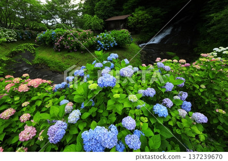 風景與繡球花 風景與繡球花 137239670
