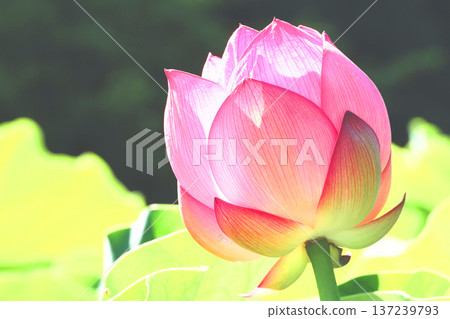 Oga lotus bud Oga lotus bud 137239793