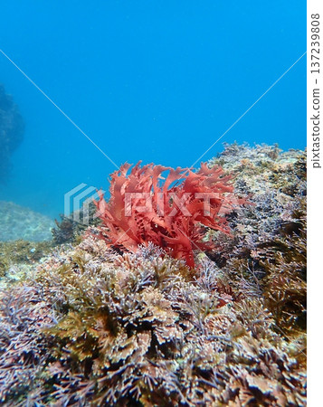 Red seaweed Red seaweed 137239808