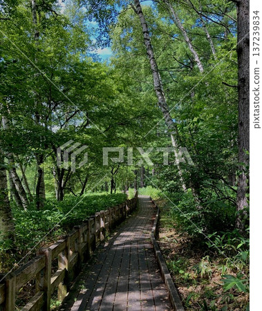 Senjogahara, Nikko City, Tochigi Prefecture: A boardwalk surrounded by fresh greenery 137239834