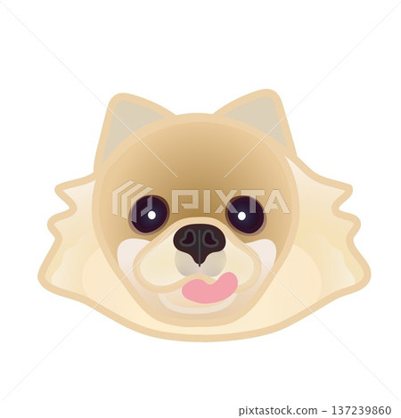 Pomeranian face illustration Pomeranian face illustration 137239860
