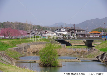 兵庫縣加東市千鳥川櫻花堤公園 137239895