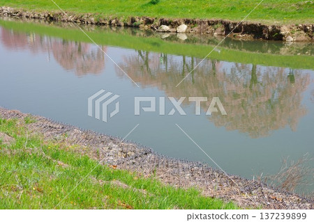兵庫縣加藤市千鳥川櫻花堤公園，千鳥川河面上倒映著紅色的重瓣垂枝櫻花。 137239899