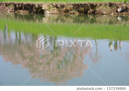 Kato City, Hyogo Prefecture Chidorigawa Sakura Tsutsumi Park: Double-flowered red weeping cherry blossoms reflected in the Chidorigawa River Kato City, Hyogo Prefecture Chidorigawa Sakura Tsutsumi Park: Double-flowered red weeping cherry blossoms reflected in the Chidorigawa River 137239900