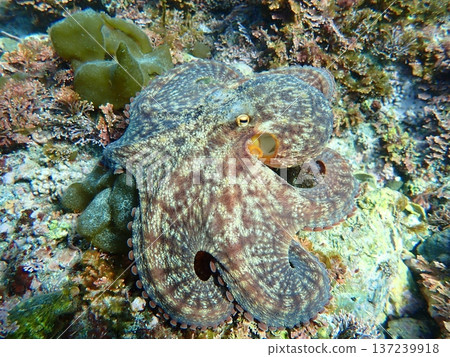 underwater photograph, in the sea, octopus 137239918
