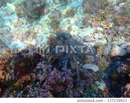 Octopus Octopus 137239923