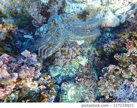 Octopus escapes Octopus escapes 137239925