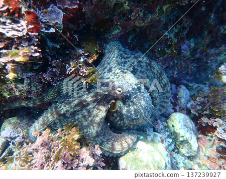 octopus octopus 137239927