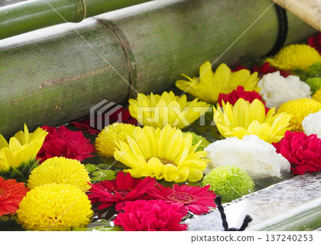 Flower water fountain at Tomioka Hachimangu Shrine, Koto Ward 137240253