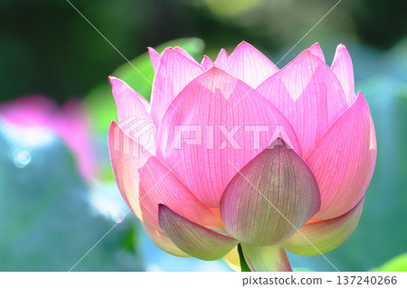 Oga lotus flower 137240266