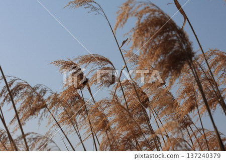 枯萎的蘆葦花在風中搖曳 137240379