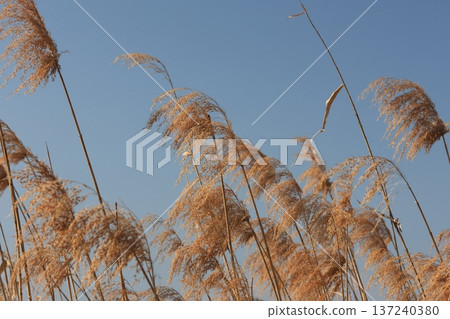 枯萎的蘆葦花在風中搖曳 137240380
