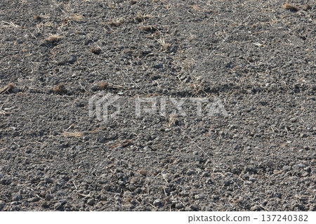 Soil from rice fields cultivated during rice cultivation 137240382