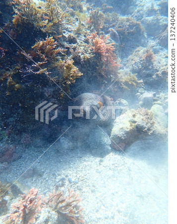 Octopus Octopus 137240406