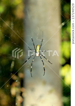 Jorogumo spiders build webs with silk 137240529