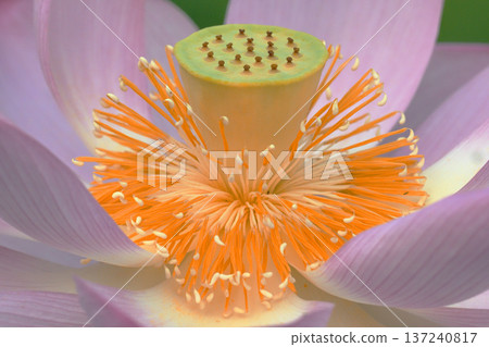 Ohga lotus flower (receptacle, pistil, stamen) 137240817