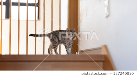 Sabatra cat walking in the house 137240850