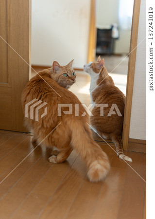 Two cats sitting and staring 137241019