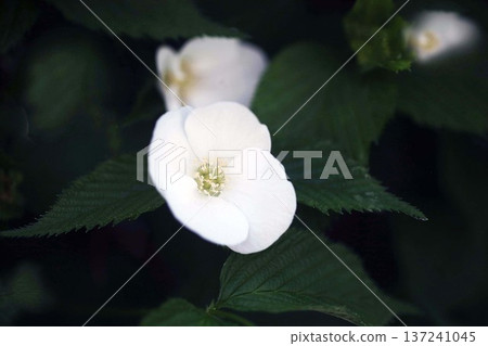 White Yamaboki flower 137241045