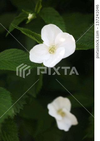 白色Yamaboki花 白色Yamaboki花 137241046