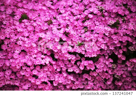A cute carpet of small flowers A cute carpet of small flowers 137241047