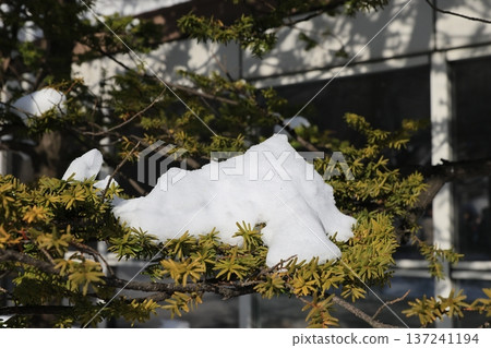 evergreen evergreen 137241194