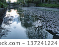 Canal petals reflected on the water surface 137241224
