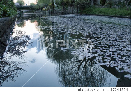 Canal petals reflected on the water surface 137241224